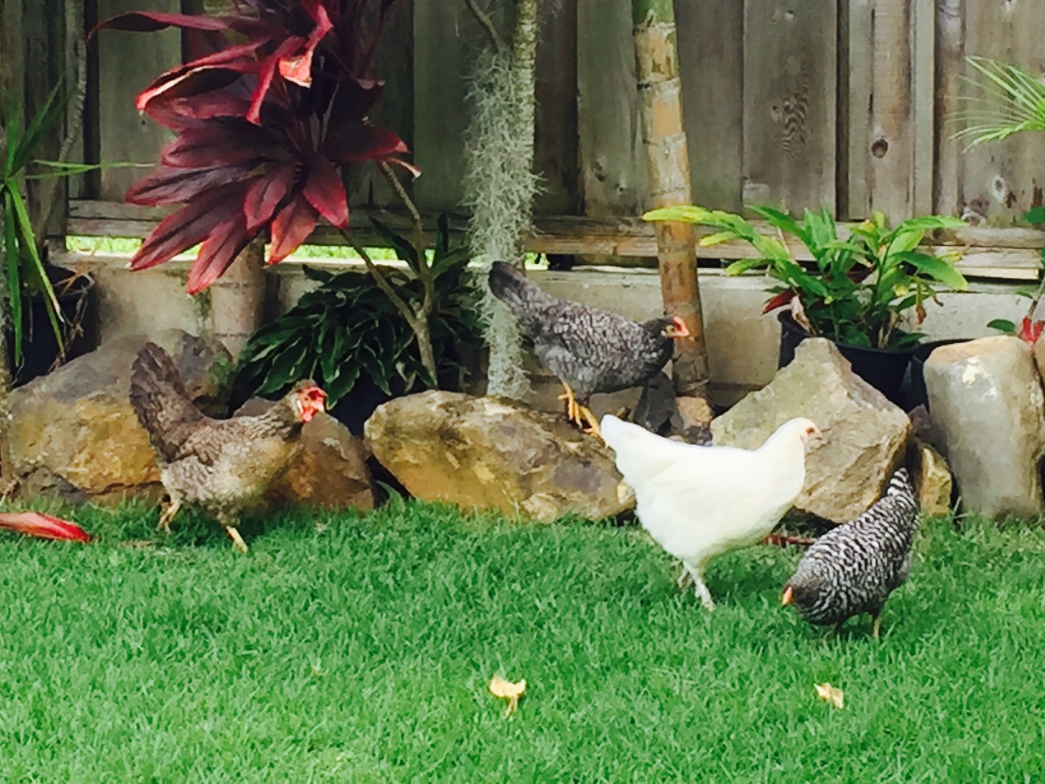 Dr. Dale's backyard Chickens in Kailua - Dale Veterinary Mobile Clinic