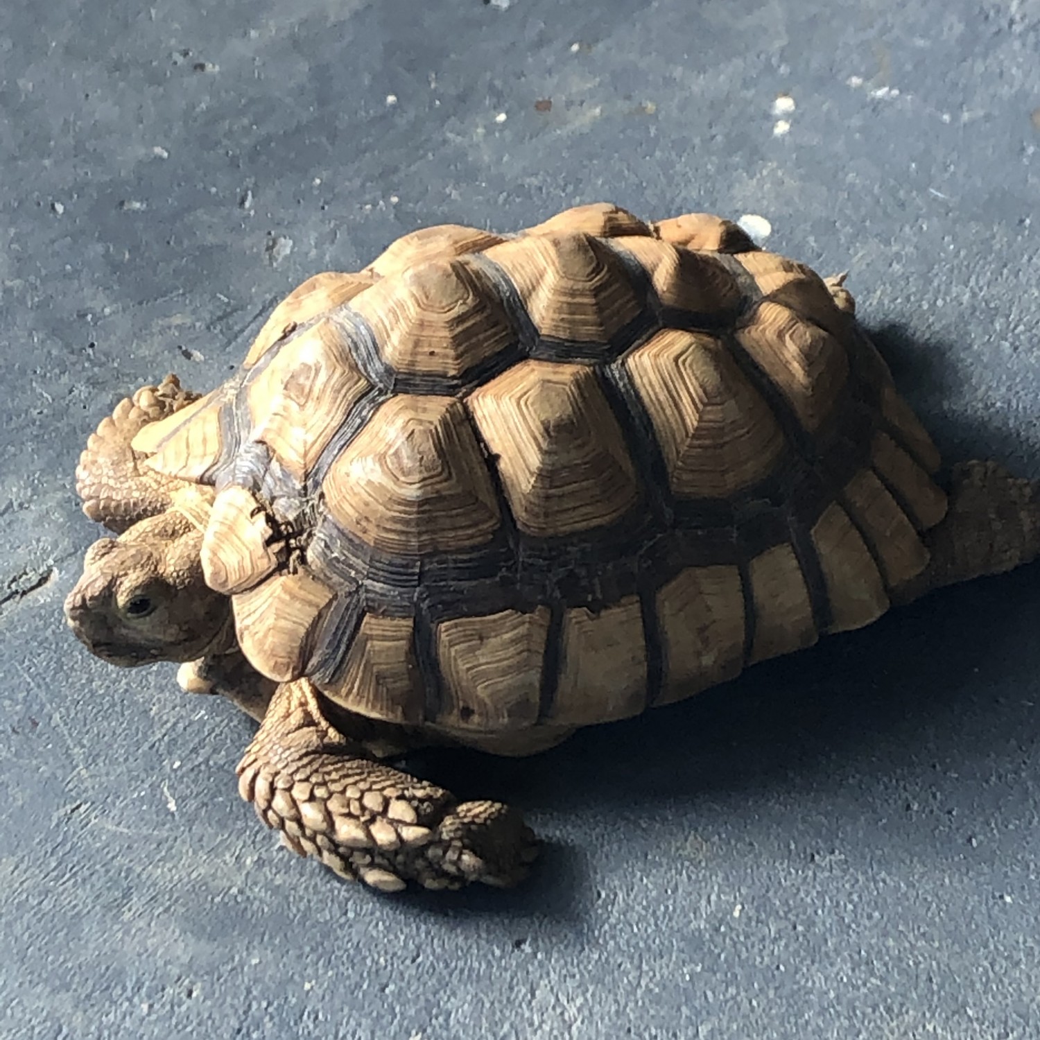 Dr. Dale's sulcata tortoise, Vic, on her lanai in Kailua - Dale Veterinary Mobile Clinic