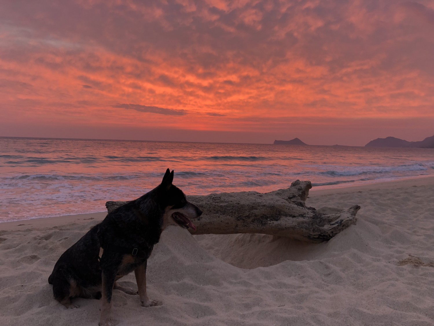 Dr. Dale's Dog Reggie on Waimanalo Beach with a sunrise